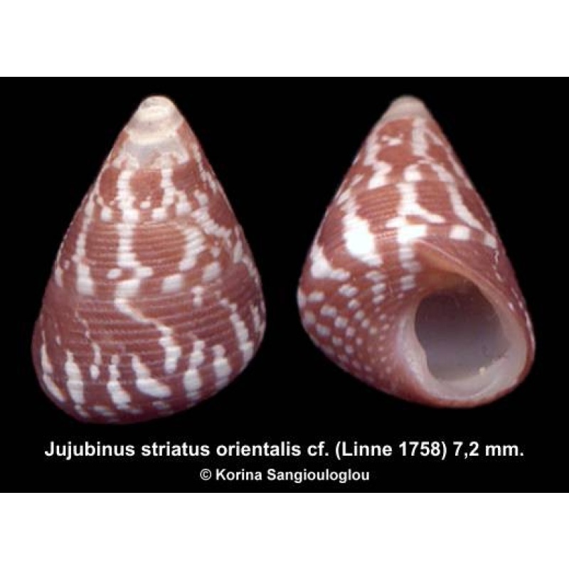 Jujubinus striatus orientalis cf. Outstanding Rare!