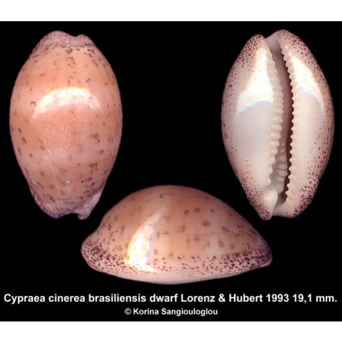 Cypraea cinerea brasiliensis dwarf Gorgeous Superb!