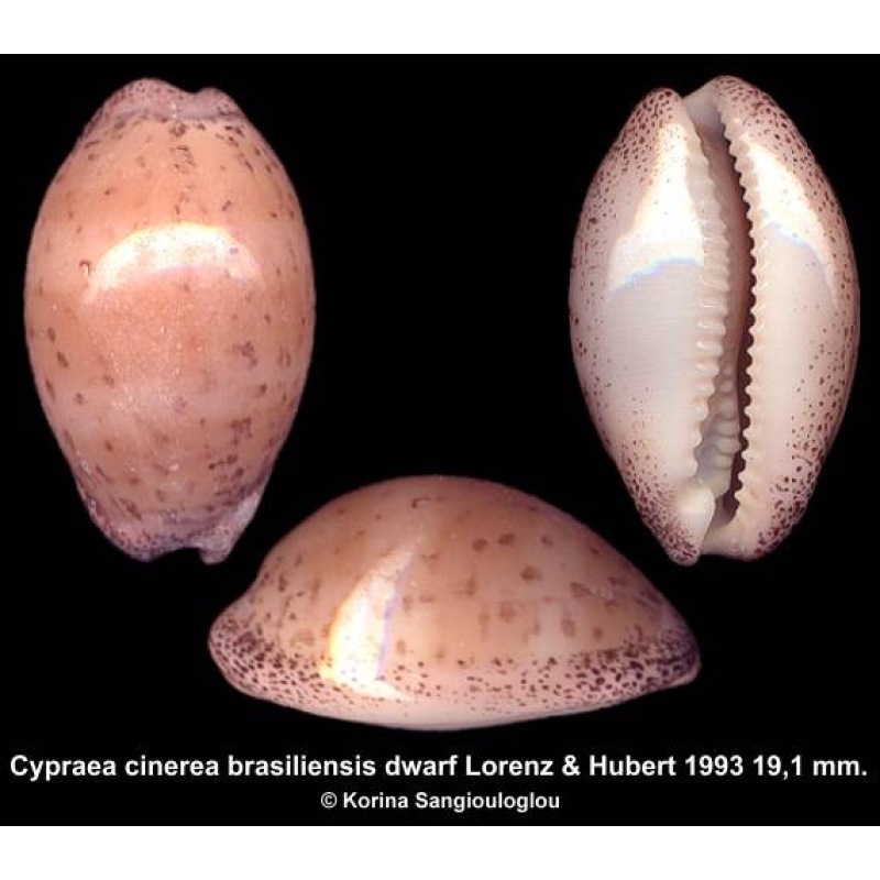 Cypraea cinerea brasiliensis dwarf Gorgeous Superb!