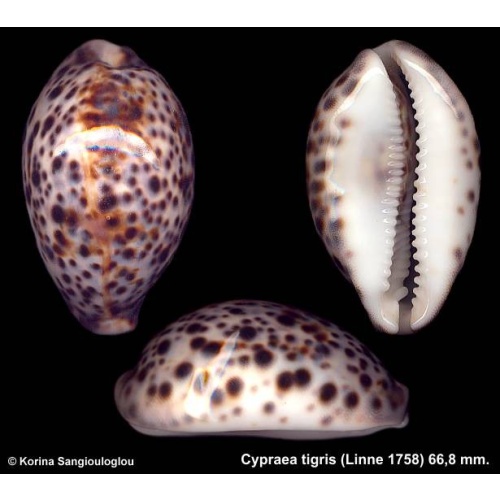 Cypraea tigris Gorgeous Elongate Black Blotch!