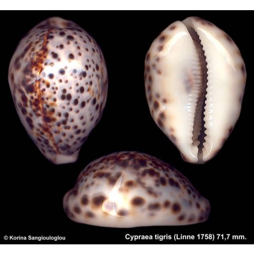 Cypraea tigris Gorgeous Gerontic Unusual!