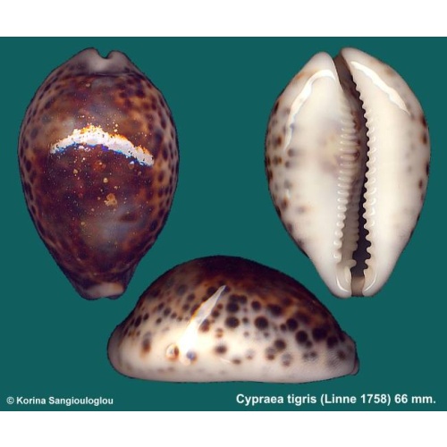 Cypraea tigris Gorgeous Melanistic!