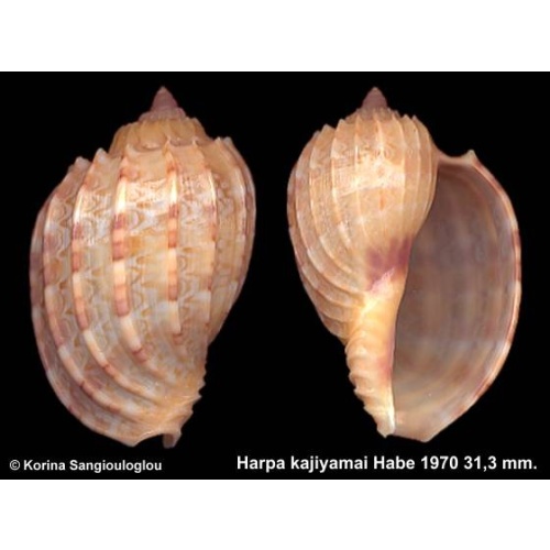 Harpa kajiyamai Gorgeous Baby!