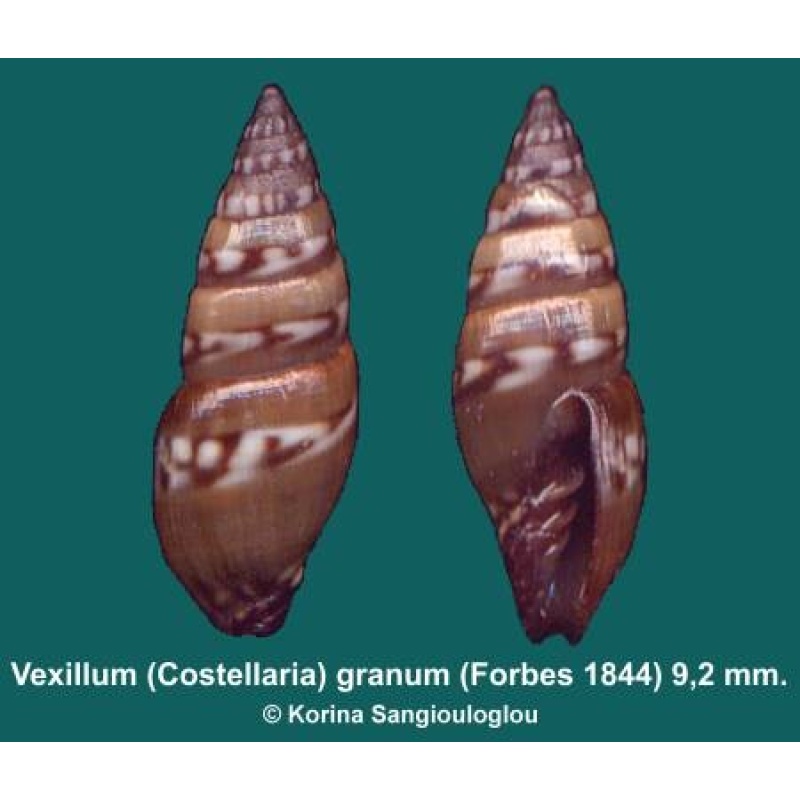 Vexillum (Costellaria) granum Outstanding Large Dark!