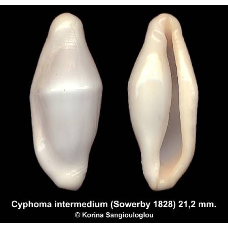 Cyphoma intermedium Gorgeous!