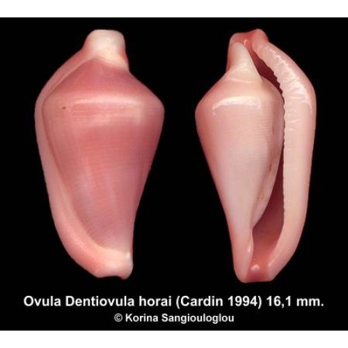 Ovula Dentiovula horai Outstanding Large Rose/Pink!