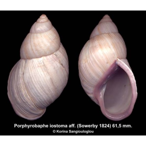 Porphyrobaphe iostoma aff. Gorgeous!