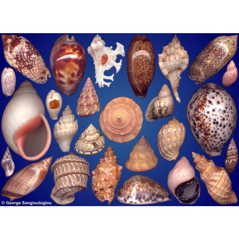 Seashells composition from auction July 2023