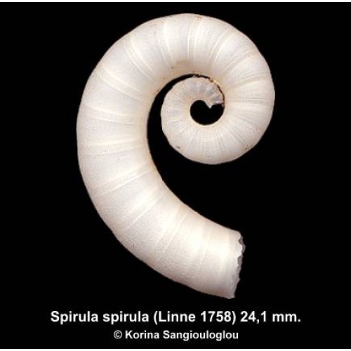 Spirula spirula Outstanding Large!