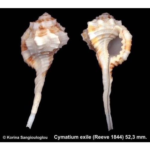 Cymatium exile Gorgeous Large!