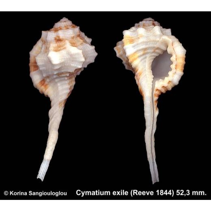 Cymatium exile Gorgeous Large!