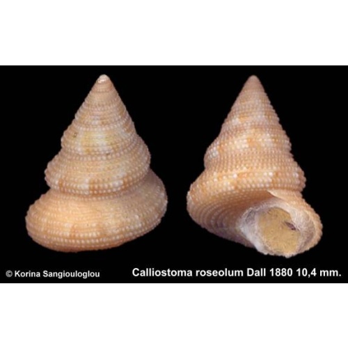Calliostoma roseolum Gorgeous Rare!