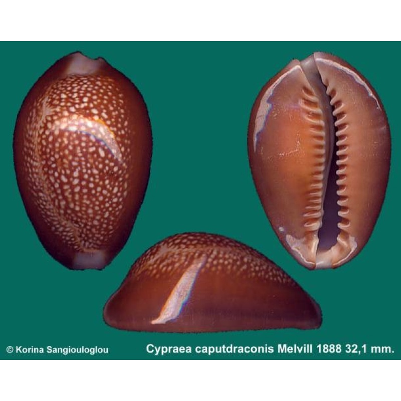 Cypraea caputdraconis Gorgeous!