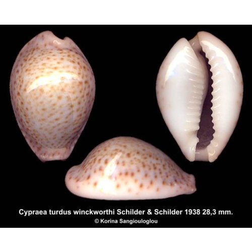 Cypraea turdus winckworthi Gorgeous!