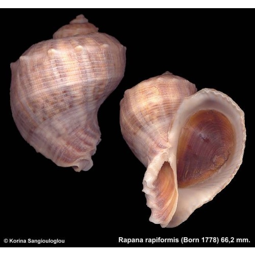 Rapana rapiformis Gorgeous!