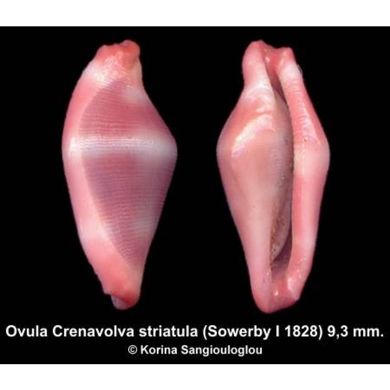 Ovula Crenavolva striatula Outstanding Lavender!