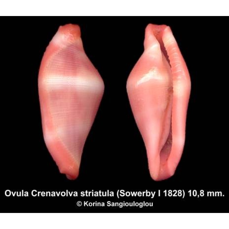 Ovula Crenavolva striatula Outstanding Pink Large!