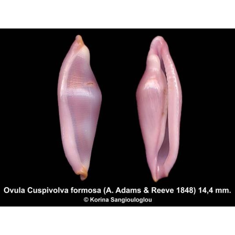 Ovula Cuspivolva formosa Gorgeous Extra Large!
