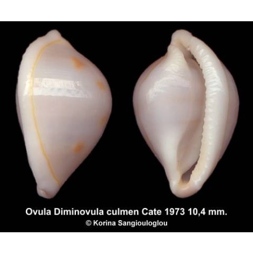 Ovula Diminovula culmen Outstanding Cream Yellowish!