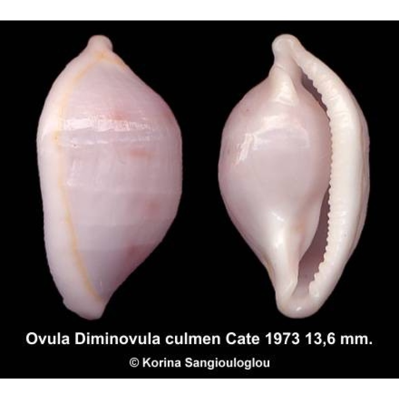 Ovula Diminovula culmen Outstanding Extra Large Pinkish!