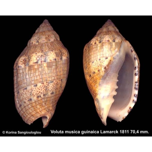 Voluta musica guinaica Gorgeous!