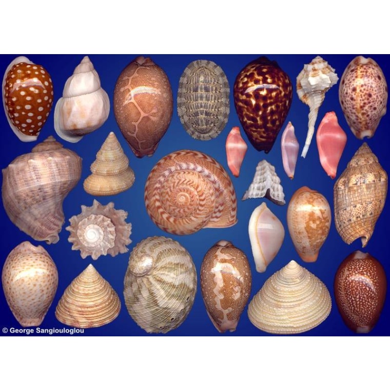 Seashells composition from auction August 2023