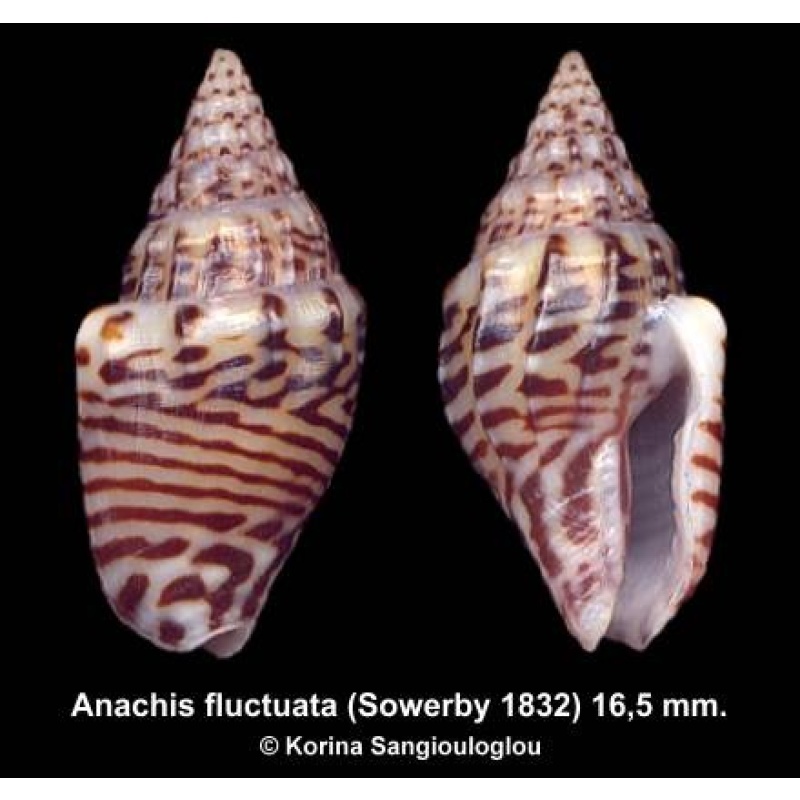 Anachis fluctuata Gorgeous Unusual Slender!