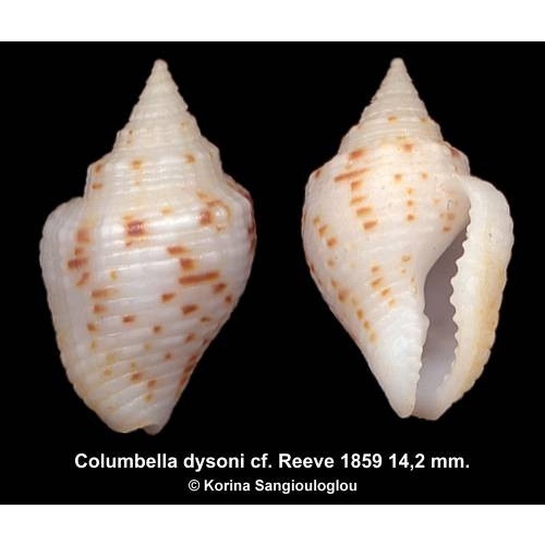 Columbella dysoni cf. Gorgeous White!