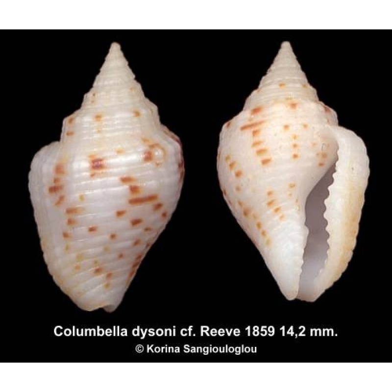 Columbella dysoni cf. Gorgeous White!