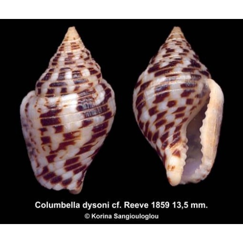 Columbella dysoni cf. Gorgeous White/Black!