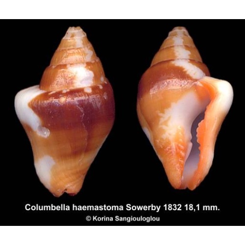 Columbella haemastoma Gorgeous!