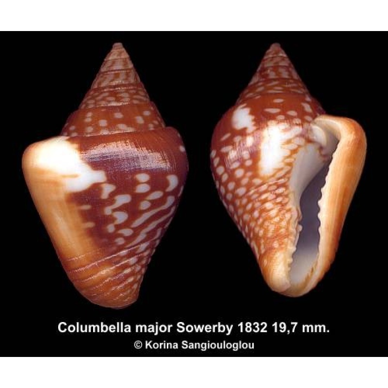 Columbella major Gorgeous!