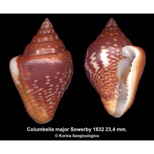 Columbella major Gorgeous Large!