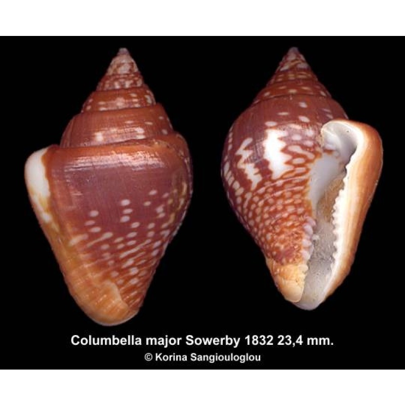 Columbella major Gorgeous Large!