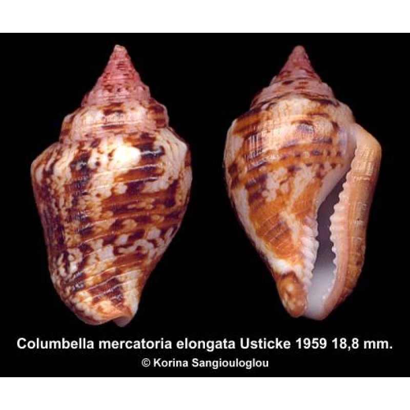 Columbella mercatoria elongata Outstanding Dark!