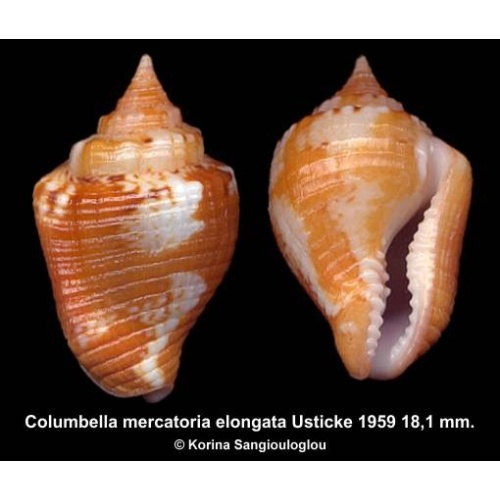 Columbella mercatoria elongata Outstanding Orange/Brown!