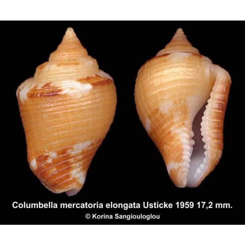 Columbella mercatoria elongata Outstanding Yellow!