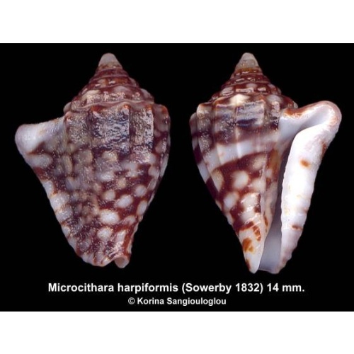 Microcithara harpiformis Outstanding!