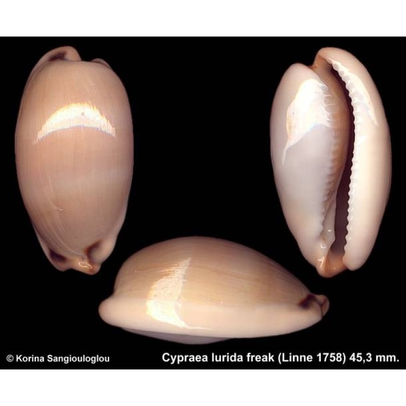 Cypraea lurida freak Outstanding Elongate!