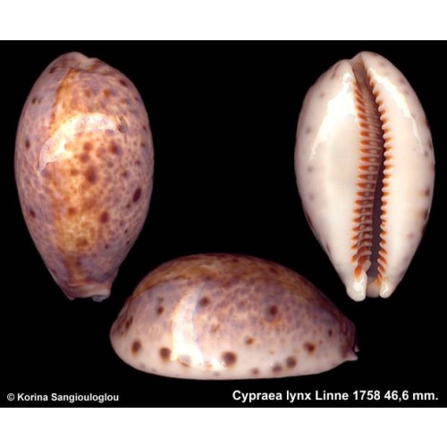 Cypraea lynx Gorgeous Unusual Color Superb!