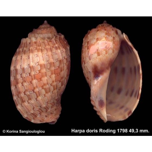 Harpa doris Gorgeous Unusual Thick Ribs!