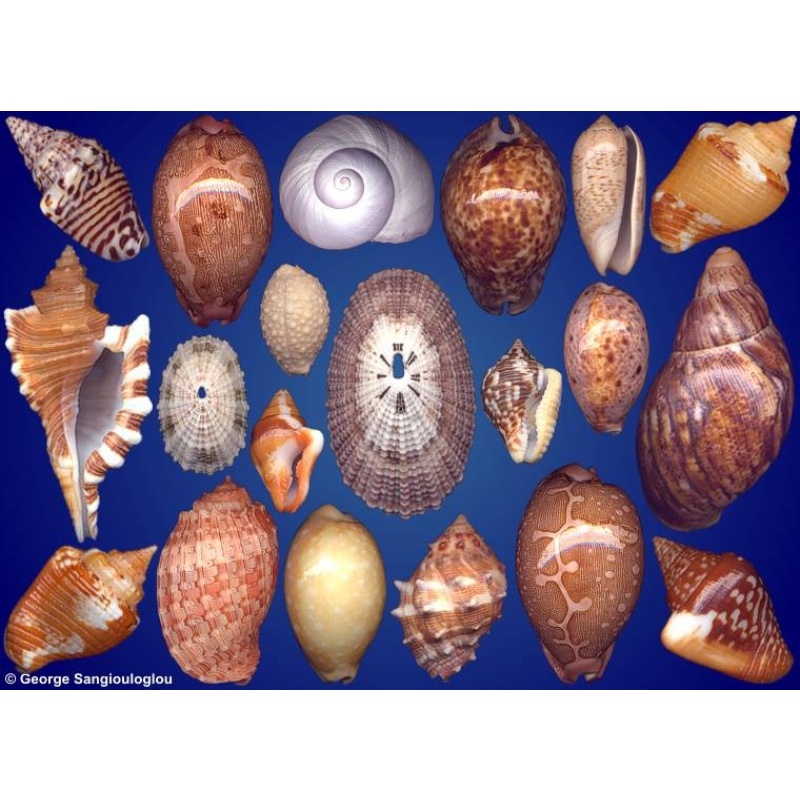 Seashells composition from auction September 2023