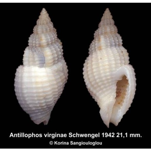 Antillophos virginae Gorgeous Uncommon!