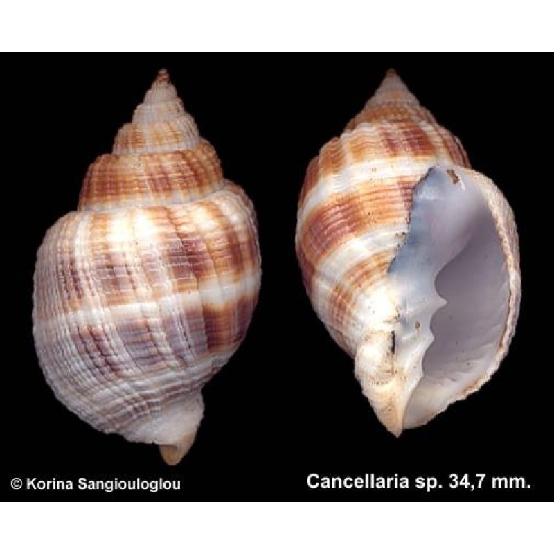 Cancellaria sp. Gorgeous New Species!