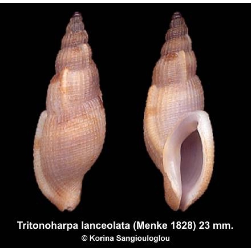 Tritonoharpa lanceolata Gorgeous Large!