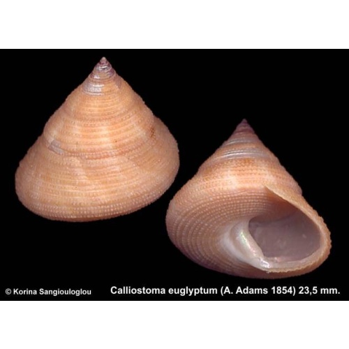 Calliostoma euglyptum Gorgeous Large!