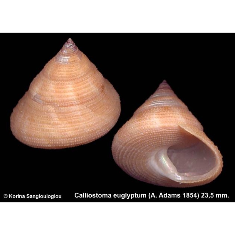 Calliostoma euglyptum Gorgeous Large!
