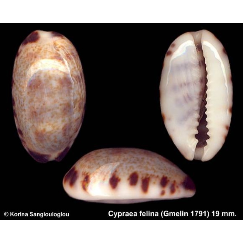 Cypraea felina Gorgeous!