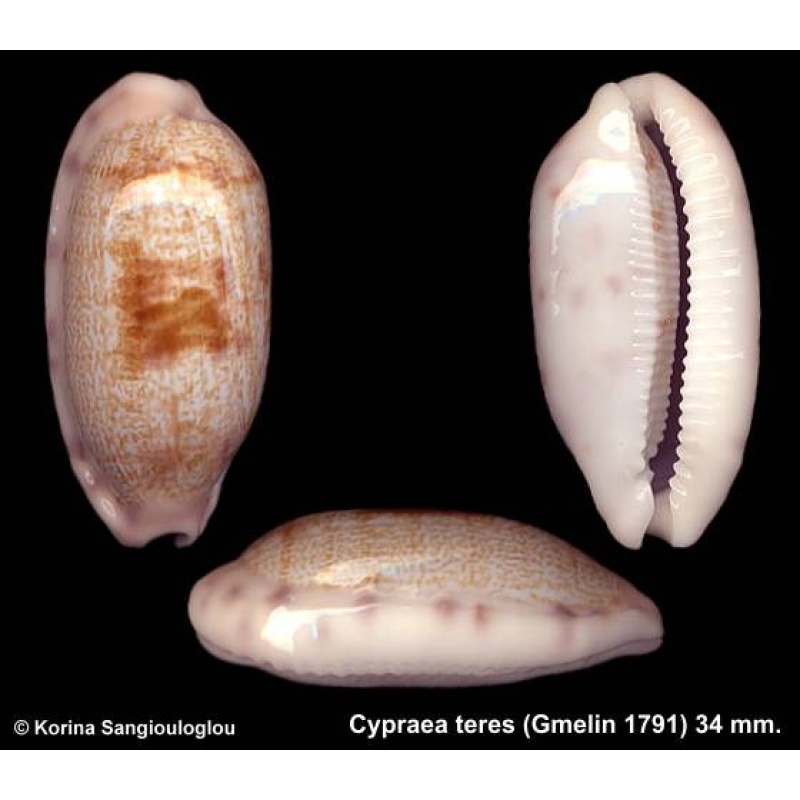 Cypraea teres Gorgeous Large!