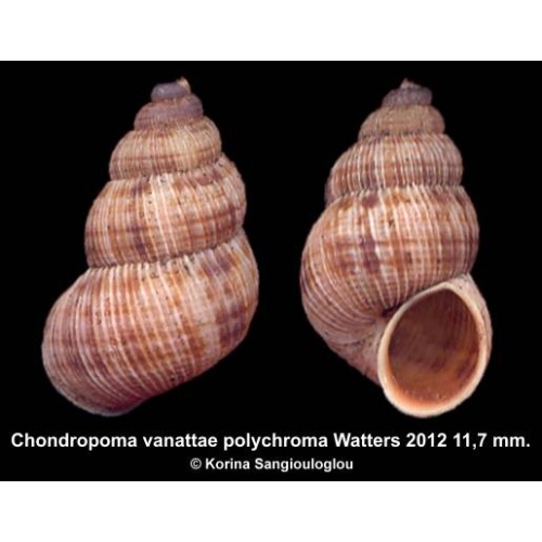 Chondropoma vanattae polychroma Gorgeous!